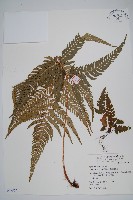 南海鱗毛蕨藏品圖，第1張