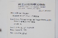 南海鱗毛蕨藏品圖，第2張