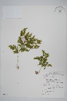 異葉卷柏藏品圖，第1張