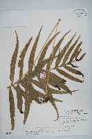 大線蕨藏品圖，第1張