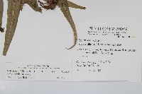 大線蕨藏品圖，第2張