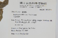 長葉腎蕨藏品圖，第2張