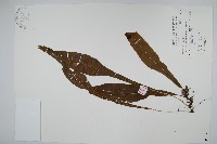 萊氏線蕨藏品圖，第1張