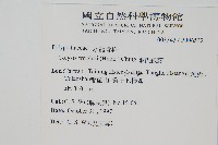 萊氏線蕨藏品圖，第2張