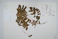 藤蕨藏品圖，第1張