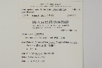 薄葉擬肋毛蕨藏品圖，第2張