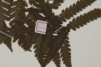 薄葉擬肋毛蕨藏品圖，第3張