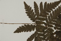 薄葉擬肋毛蕨藏品圖，第4張