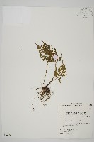 骨碎補鐵角蕨藏品圖，第1張