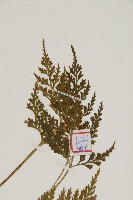 骨碎補鐵角蕨藏品圖，第4張