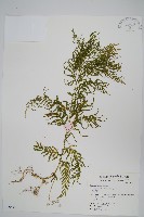 全緣卷柏藏品圖，第1張