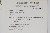 全緣卷柏藏品圖，第2張