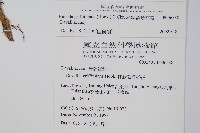 杯狀蓋陰石蕨藏品圖，第2張