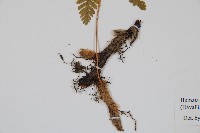 杯狀蓋陰石蕨藏品圖，第3張