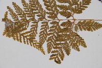 杯狀蓋陰石蕨藏品圖，第4張