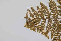 杯狀蓋陰石蕨藏品圖，第5張