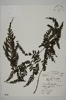 薄葉擬肋毛蕨藏品圖，第1張