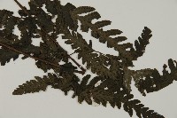 薄葉擬肋毛蕨藏品圖，第3張