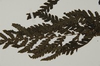 薄葉擬肋毛蕨藏品圖，第5張