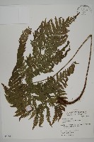 肋毛蕨藏品圖，第1張