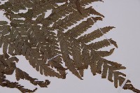 肋毛蕨藏品圖，第3張