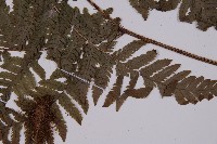 肋毛蕨藏品圖，第4張