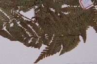 肋毛蕨藏品圖，第5張