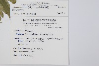毛柄短腸蕨藏品圖，第2張