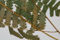 毛柄短腸蕨藏品圖，第3張