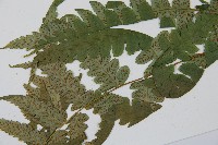 毛柄短腸蕨藏品圖，第4張