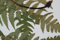 毛柄短腸蕨藏品圖，第5張