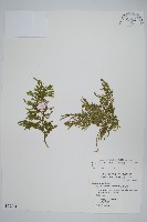 異葉卷柏藏品圖，第1張