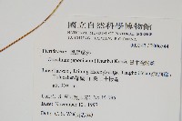 日本金粉蕨藏品圖，第2張