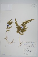 異葉卷柏藏品圖，第1張