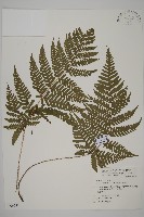 愛德氏肋毛蕨藏品圖，第1張