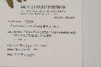 愛德氏肋毛蕨藏品圖，第2張