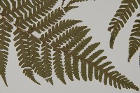 愛德氏肋毛蕨藏品圖，第3張