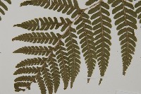 愛德氏肋毛蕨藏品圖，第4張