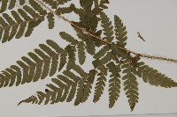 愛德氏肋毛蕨藏品圖，第5張