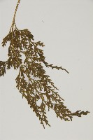 骨碎補鐵角蕨藏品圖，第3張