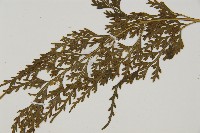 骨碎補鐵角蕨藏品圖，第4張