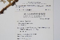 杯狀蓋陰石蕨藏品圖，第2張