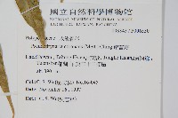 崖薑蕨藏品圖，第2張