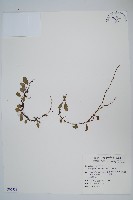 抱樹蕨、伏石蕨藏品圖，第1張