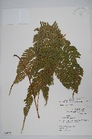 傅氏鳳尾蕨藏品圖，第1張