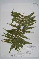 密毛毛蕨藏品圖，第1張