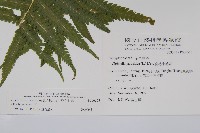 密毛毛蕨藏品圖，第2張