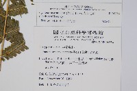 大葉毛蕨藏品圖，第2張