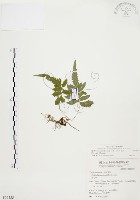 毛蕨藏品圖，第1張