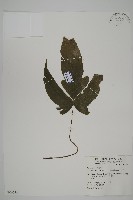 三叉蕨藏品圖，第1張